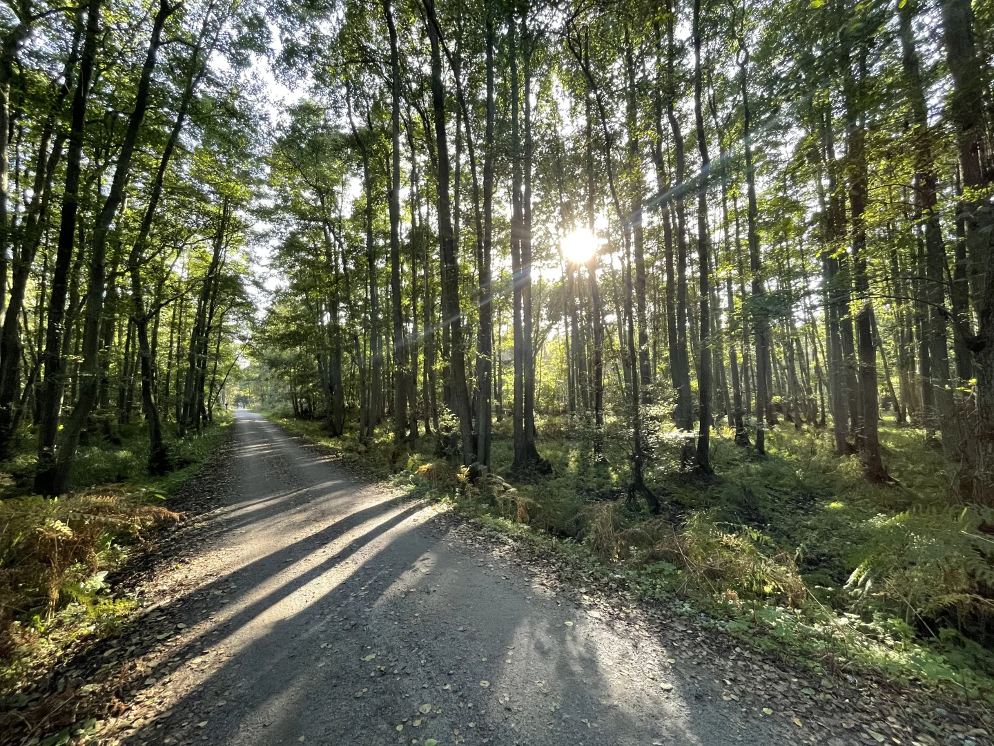 Naturwunder Darßwald: Entdeckungstour für Groß und Klein