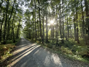 Naturwunder Darßwald: Entdeckungstour für Groß und Klein