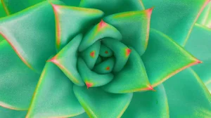Darßer NaturfilmFestival: Wie viel Mathematik steckt im Universum?