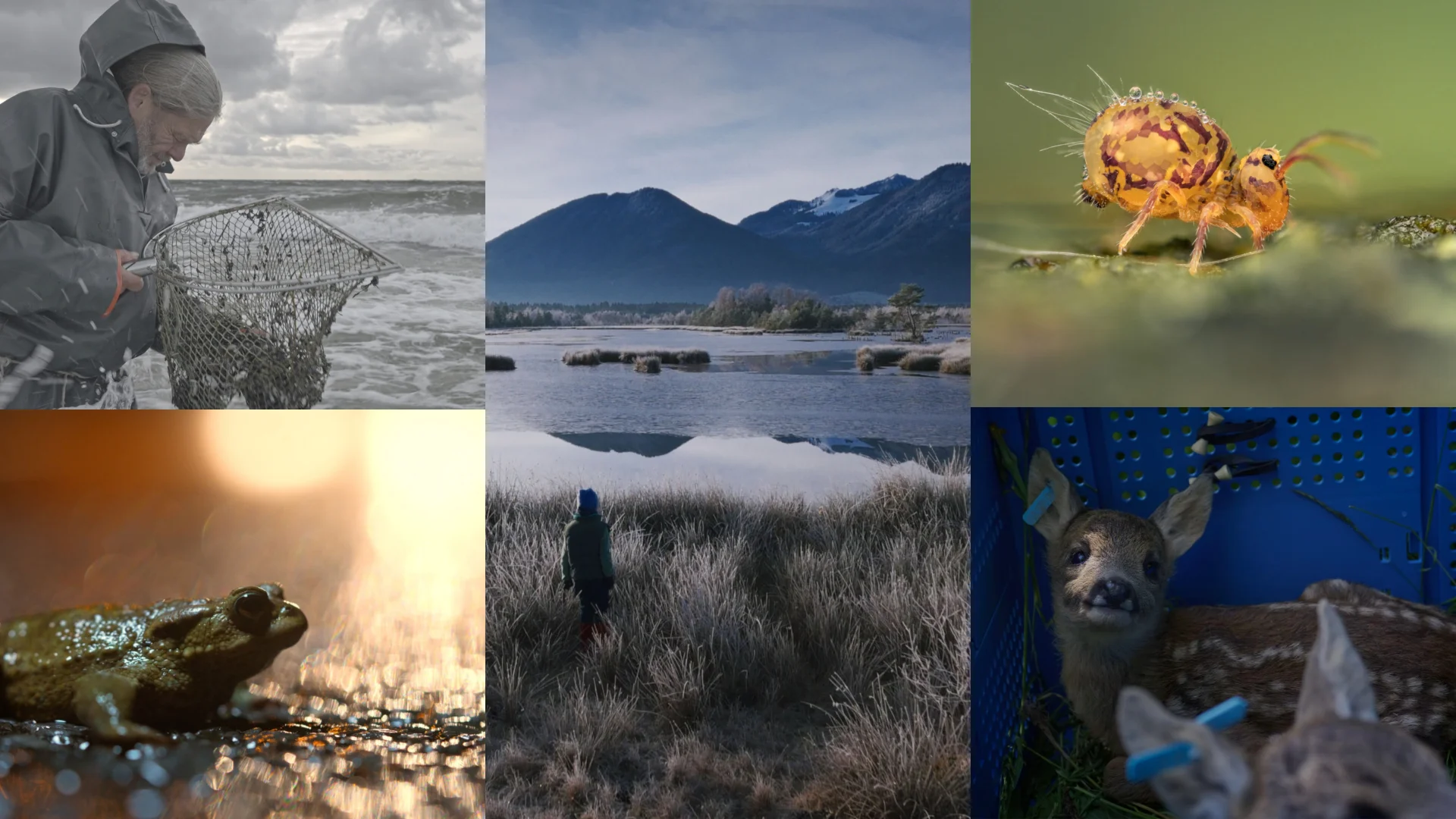 Darßer NaturfilmFestival: NatureShorts  Block I