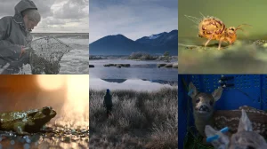 Darßer NaturfilmFestival: NatureShorts  Block I