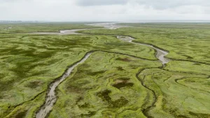 Darßer NaturfilmFestival: Deutschlands Naturwunder – Das Wattenmeer