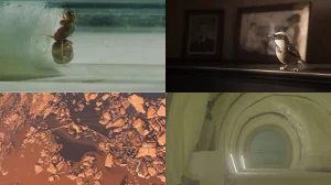 Darßer NaturfilmFestival: NatureShorts:  Block II