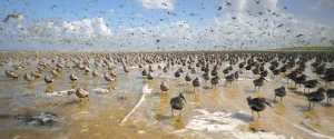 Darßer NaturfilmFestival: Im Licht der Sandbank