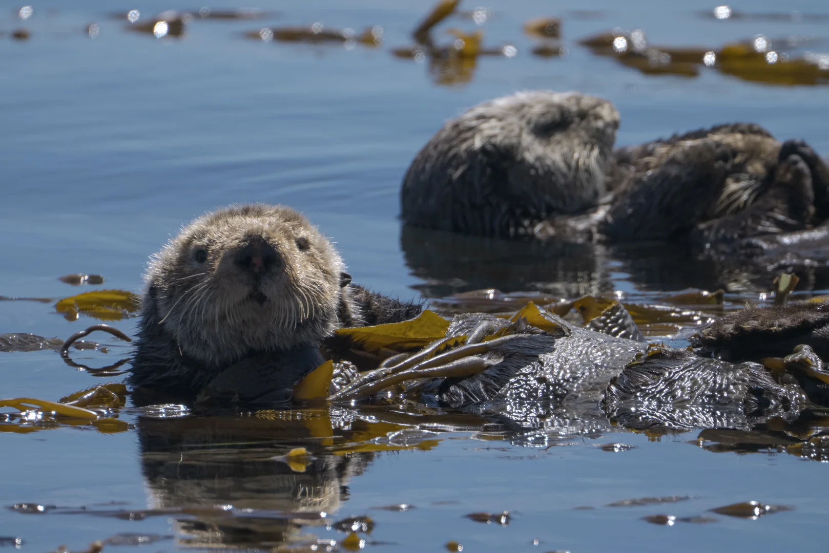 Darßer NaturfilmFestival: Mission Seeotter – Rettung für Kaliforniens Kelpwälder