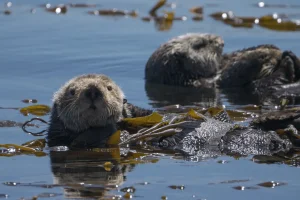 Darßer NaturfilmFestival: Mission Seeotter – Rettung für Kaliforniens Kelpwälder