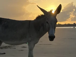 Darßer NaturfilmFestival: Tierische Weihnachten