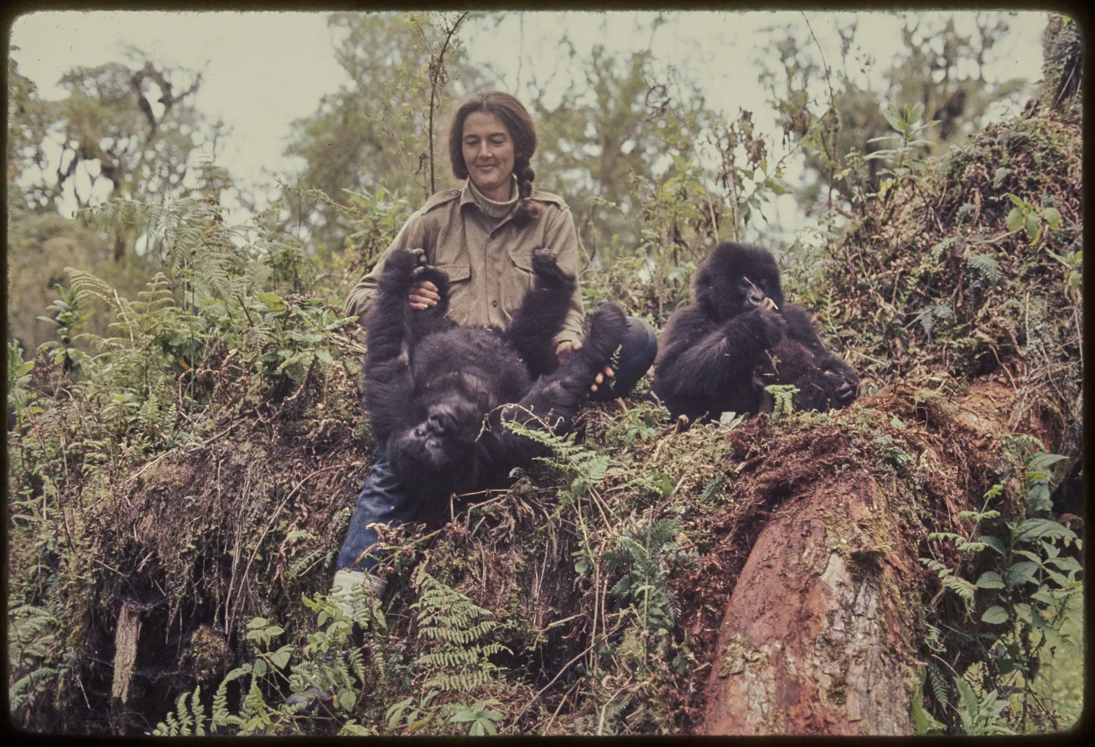 Darßer NaturfilmFestival: Dian Fossey – Ihr Leben für die Gorillas
