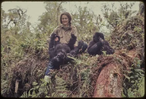 Darßer NaturfilmFestival: Dian Fossey – Ihr Leben für die Gorillas